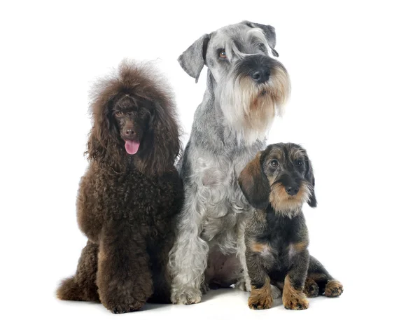 Три собаки — стокове фото