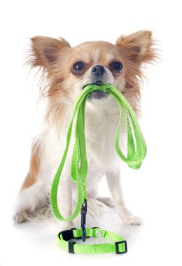 Chihuahua ve kira kontratı
