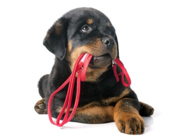 rottweiler and leash