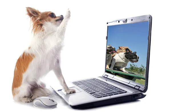 Chihuahua en computer — Stockfoto