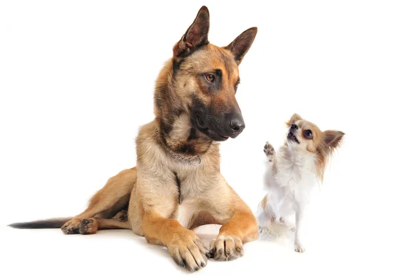 Malinois and chihuahua — Stock Photo, Image