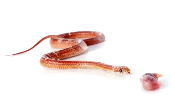 Jedzenie wąż zbożowy — Zdjęcie stockowe