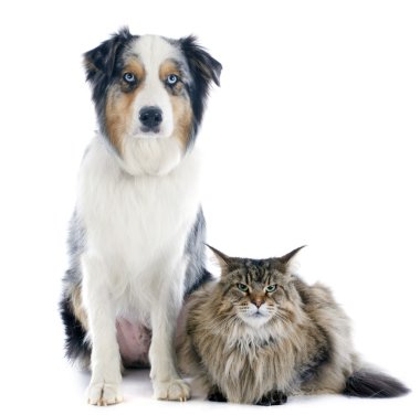 Australische herder en maine coon