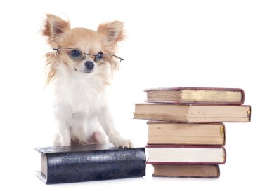 Chihuahua ve kitaplar