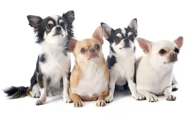 Chihuahuas
