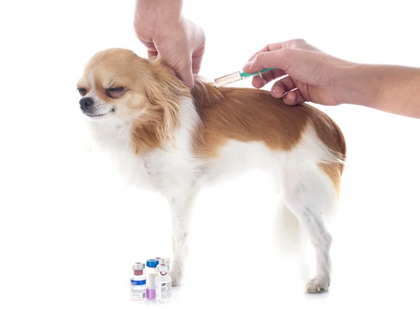 Tierarzt und Hund — Stockfoto