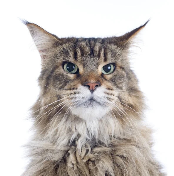 Maine coon cat — Stock Photo, Image