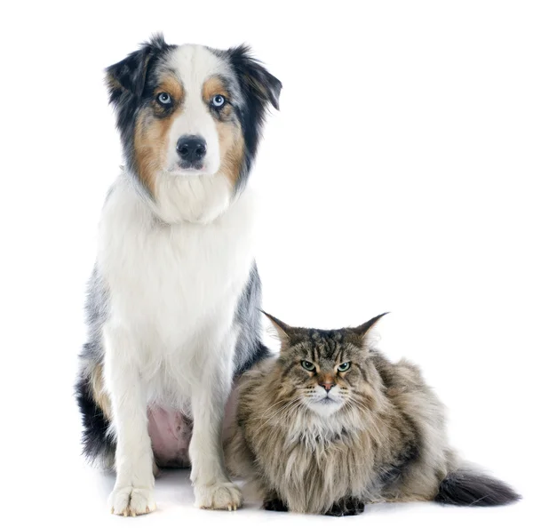 Australian shepherd and maine coon — Stock Photo, Image