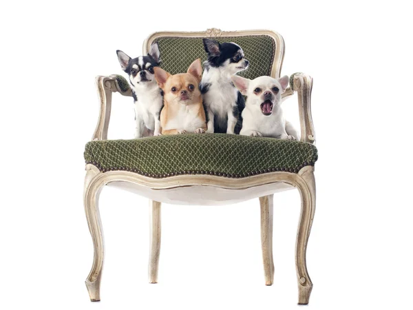 Silla antigua y chihuahuas — Foto de Stock