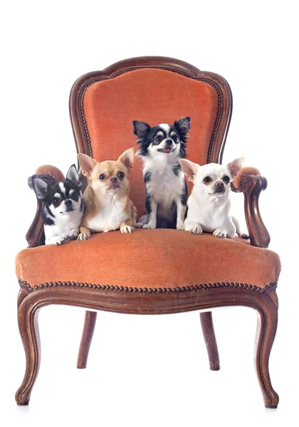 Παλαιά καρέκλα και Τσιουάουα (Chihuahua)アンティークの椅子とチワワ — ストック写真
