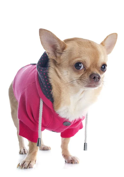 Chihuahua vestita — Foto Stock