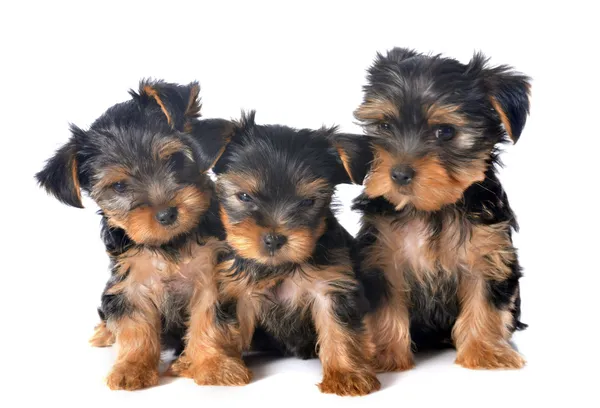 Chiots yorkshire terrier — Photo