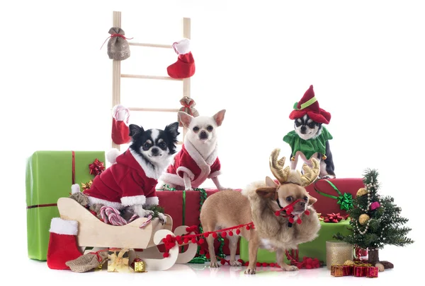 Noel chihuahuas — Stok fotoğraf