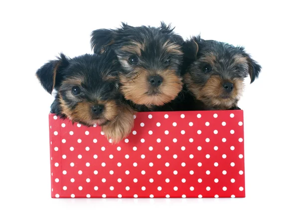 Puppies yorkshire terrier — Stock Photo, Image
