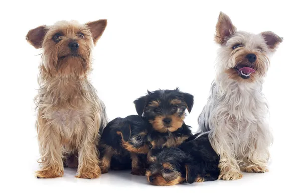 Familie yorkshire Terriër — Stockfoto