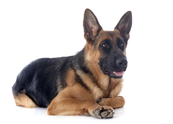 Deutscher Schäferhund — Stockfoto