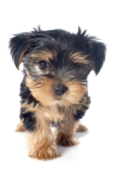 Puppy yorkshire terrier Stock Picture
