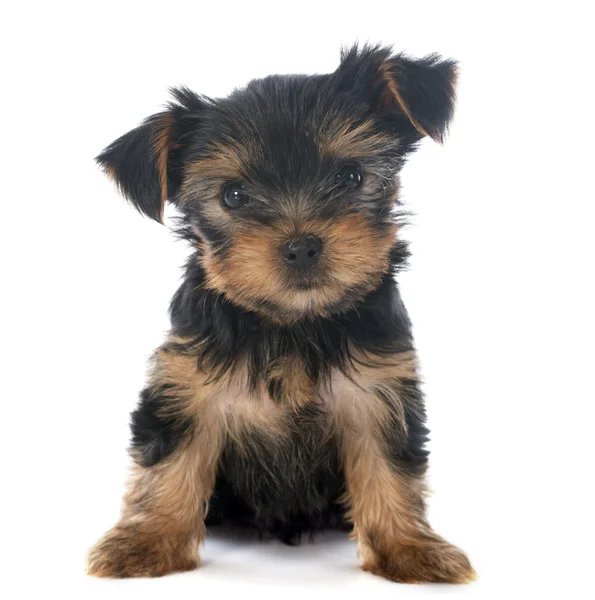 Puppy yorkshire terrier Royalty Free Stock Images