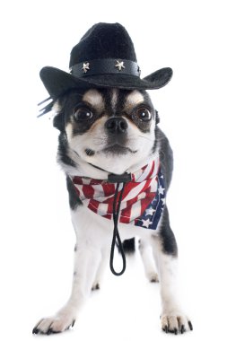 Amerikan chihuahua