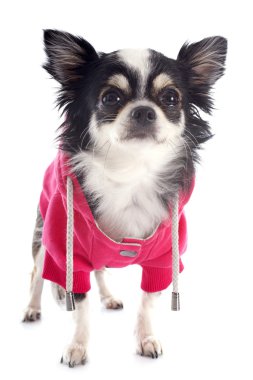 giyinik chihuahua