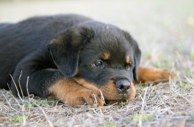 yavru rottweiler