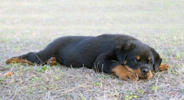 yavru rottweiler