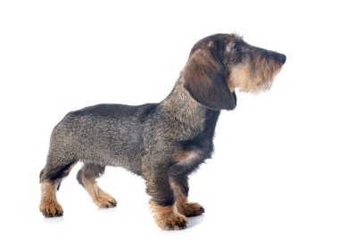köpek yavrusu tel saçlı dachshund