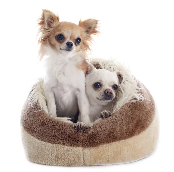 Chihuahuas στη σκύλοs κρεβάτι — Φωτογραφία Αρχείου