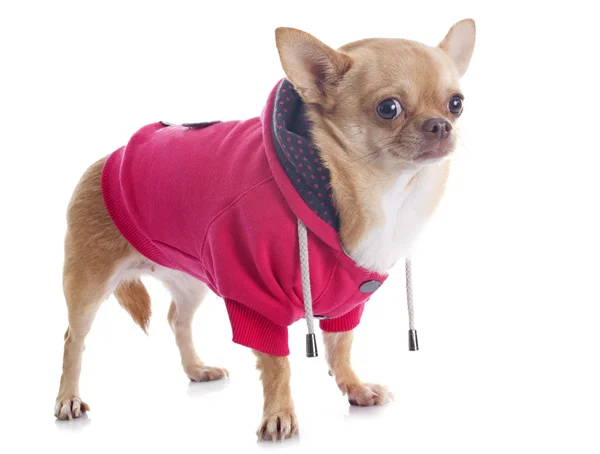 Chihuahua vestita — Foto Stock