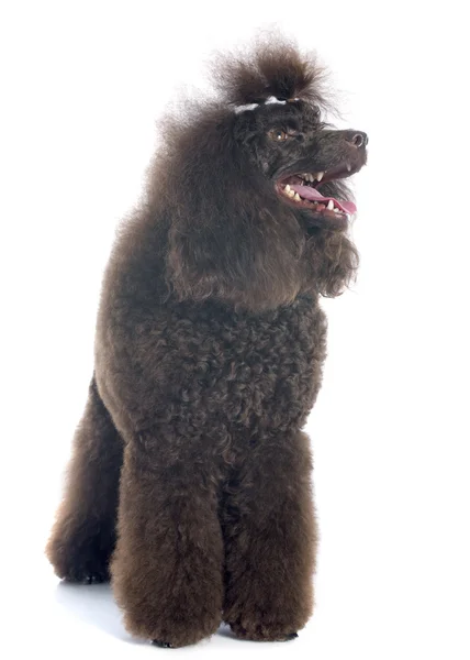 Brown poodle — Stock Photo, Image