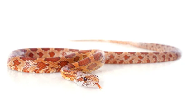 Corn snake — Stock Photo, Image