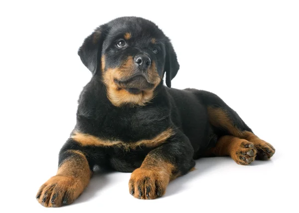 Yavru rottweiler — Stok fotoğraf