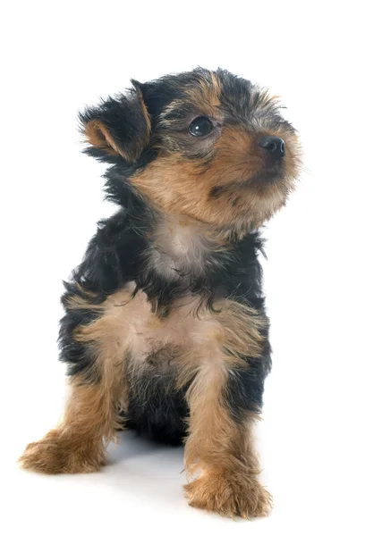 Puppy yorkshire terrier — Stock Photo, Image