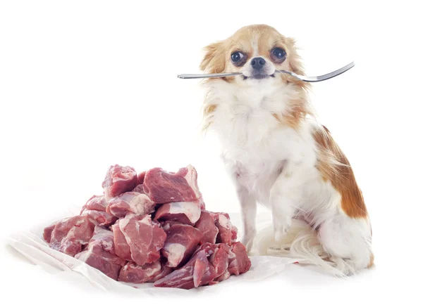 Chihuahua com fome — Fotografia de Stock