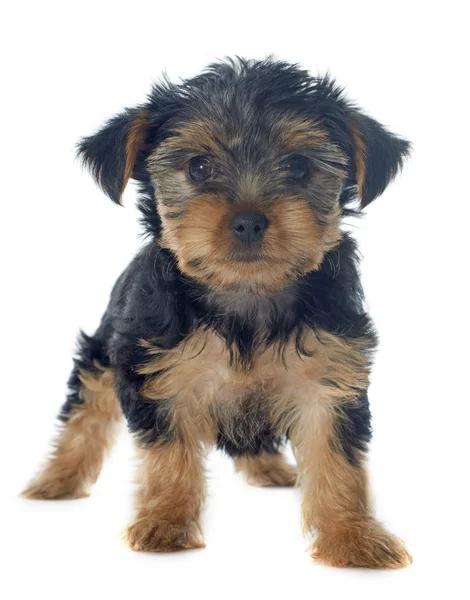 Puppy yorkshire terrier Stock Photo