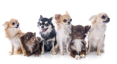 Chihuahuas