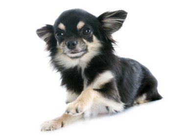 köpek chihuahua