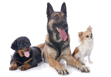 üç köpek