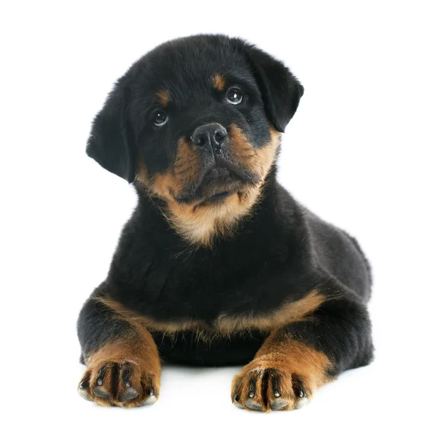 Puppy rottweiler — Stock Photo, Image