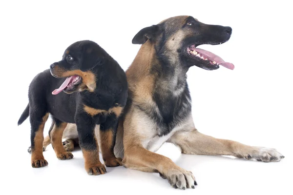 Malinois und rottweiler — Stockfoto