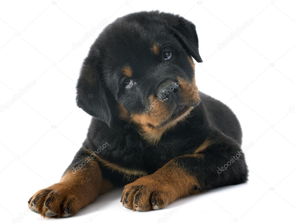 puppy rottweiler