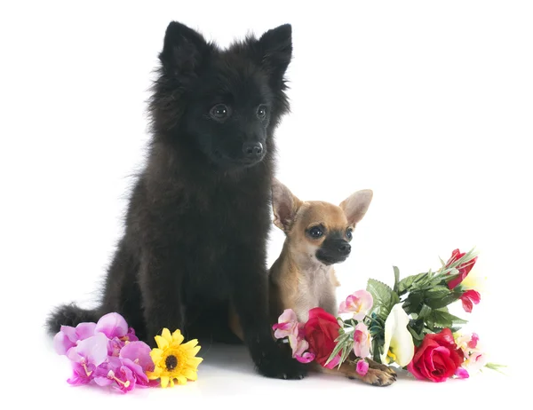 Yavru köpek chihuahua ve spiz — Stok fotoğraf