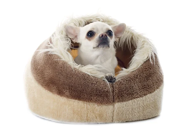 Chihuahua dans le coussin — Photo