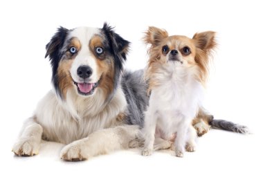 Avustralyalı çoban ve chihuahua