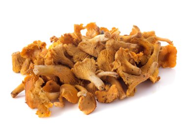 Altın Cantharellus cibarius