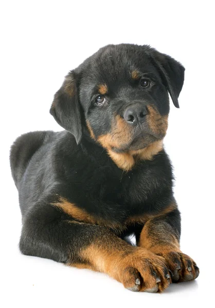 Yavru rottweiler — Stok fotoğraf