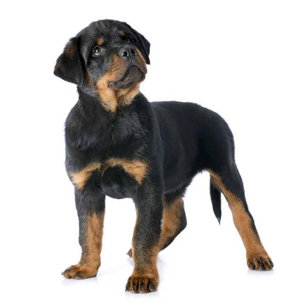 Puppy rottweiler — Stock Photo, Image