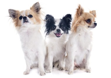 Chihuahuas