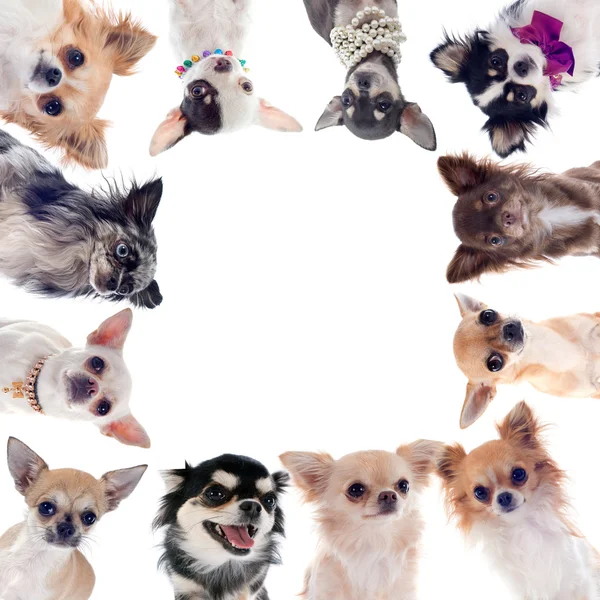 Groep van Chihuahua — Stockfoto