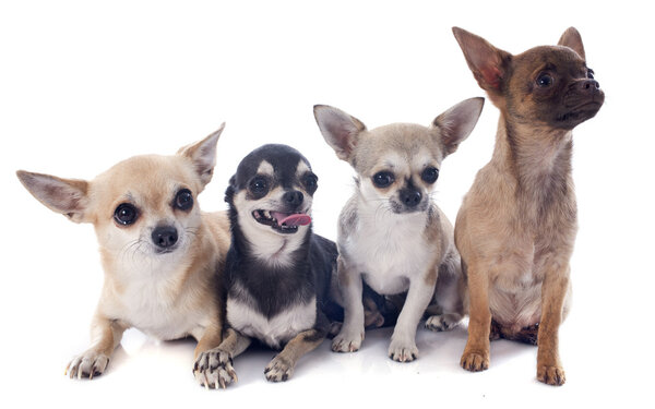 chihuahuas